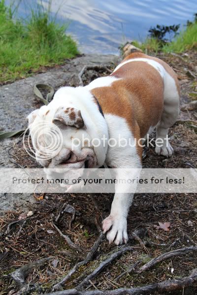 Photobucket