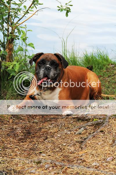 Photobucket