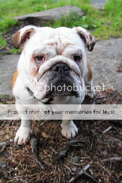 Photobucket