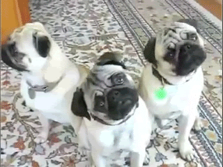 pug.gif