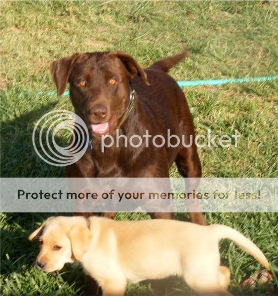 My lab has a strangely folded ear??