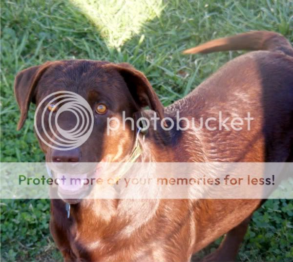 My lab has a strangely folded ear??