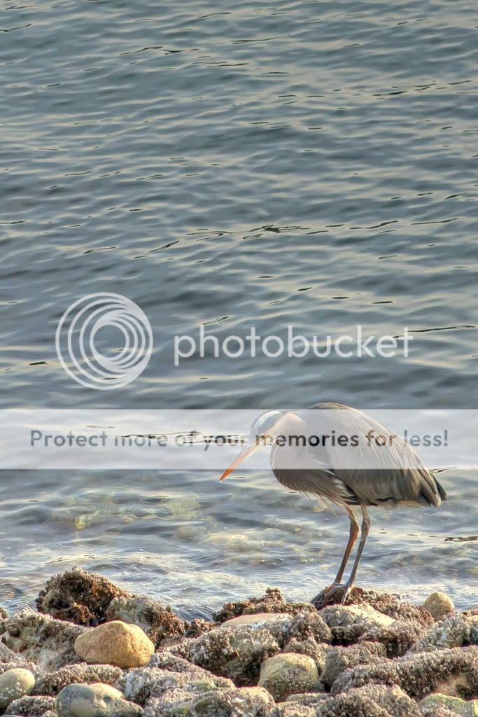 IMAGE: http://i378.photobucket.com/albums/oo230/alan_u1971/4h8r9527crop.jpg