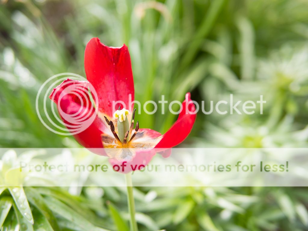 IMAGE: http://i378.photobucket.com/albums/oo230/alan_u1971/P5030040.jpg