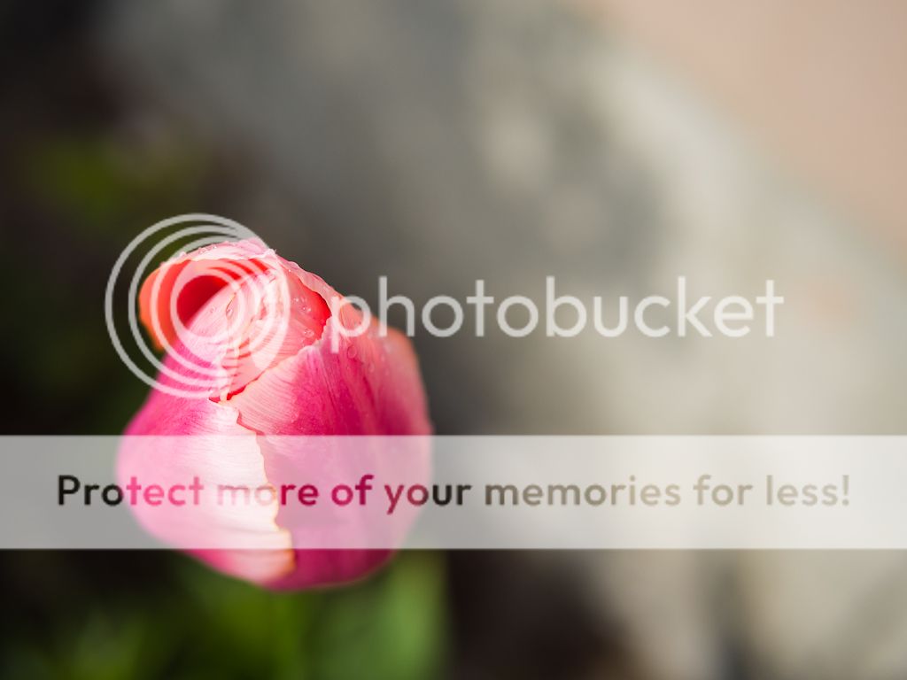 IMAGE: http://i378.photobucket.com/albums/oo230/alan_u1971/P5030042.jpg