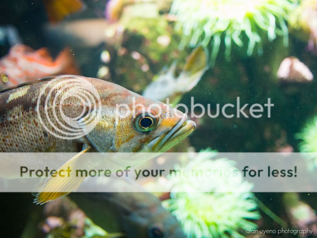 IMAGE: http://i378.photobucket.com/albums/oo230/alan_u1971/P6090030.jpg