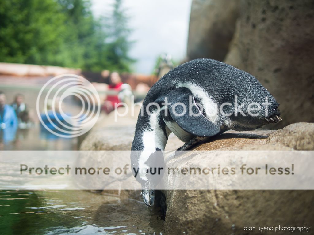 IMAGE: http://i378.photobucket.com/albums/oo230/alan_u1971/P6090154.jpg