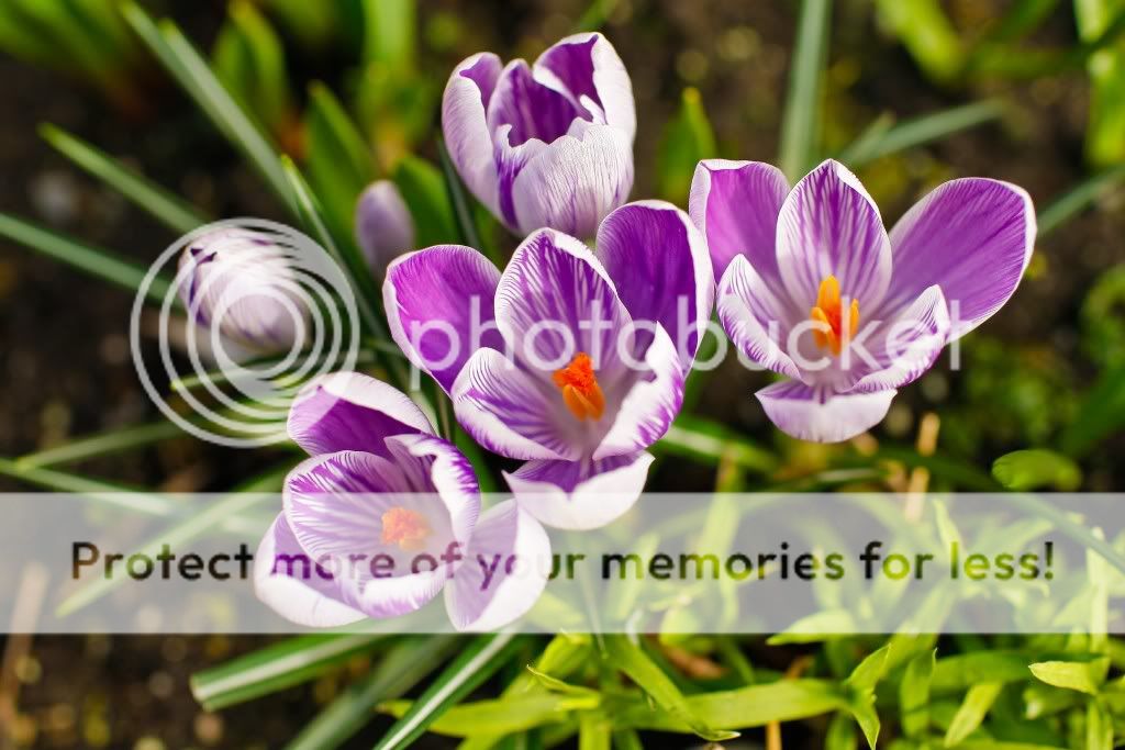 IMAGE: http://i378.photobucket.com/albums/oo230/alan_u1971/springflower-1.jpg