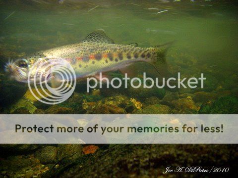 creek fishing regulations perfect images are great