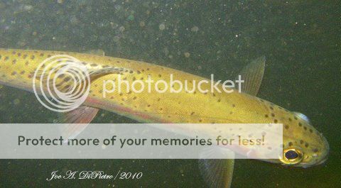 fishing regulations  photos taken in 2015