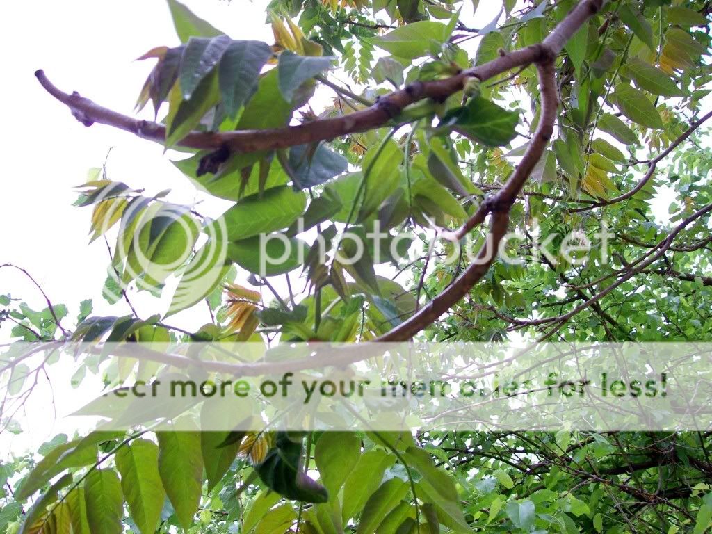 The Oklahoma Ash Tree Identification Pictures Photo by tim3jones Photobucket