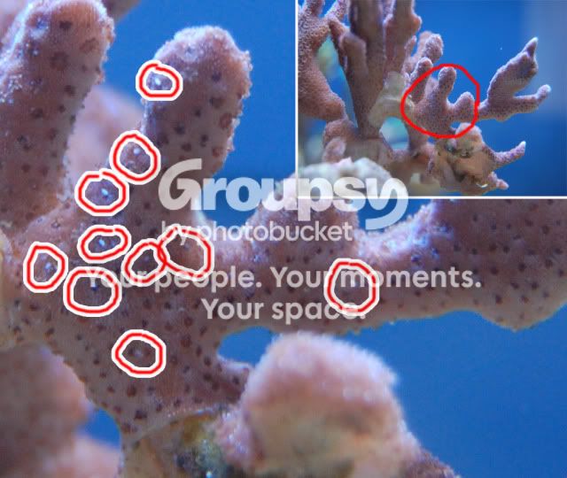 [TodoMarino.com] Bichitos blancos en montipora!!